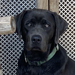 Dilute Retrievers and Labrador Retrievers from The Sugar & Spice Ranch Labrador Retrievers