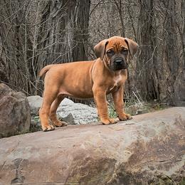 Red - Reddish brown Boerboel puppy in Naples, New York from Freedom Boerboels LLC