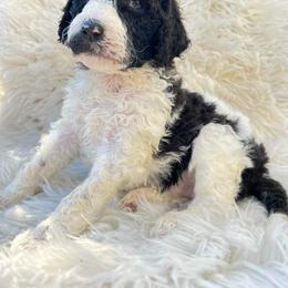 Goldendoodle and Poodle Puppies from Elizabeth Rocha's Doodles