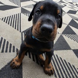 Hugh - Black and rust male Doberman Pinscher puppy in Anderson, Indiana from Legendary Kennels