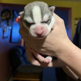 Nicholas - Gray and white male Siberian Husky puppy in Amery, Wisconsin from Sovereign Siberians