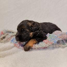 Jameson - Black and red male German Shepherd puppy in Lexington, Virginia from Stahlhaus ( Previously Buffelbach Farmstead Shepherds)