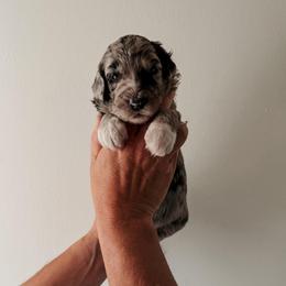 Delilah - Blue merle female Sheepadoodle puppy in Wabash, Indiana from DOODCompany