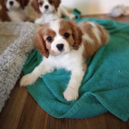 Cavalier King Charles Spaniel Puppies from Hawthorn Cavaliers