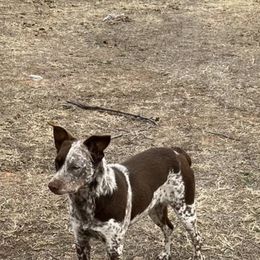 Australian Cattle Dog, Australian Shepherd, Companion Cross, and Miniature Australian Shepherd Puppies from MK Aussies