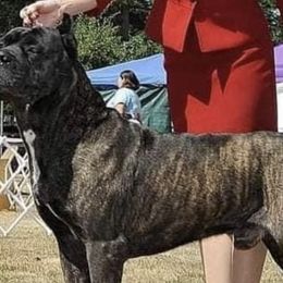 Cane Corso and Chihuahuas from Vista del Volcan