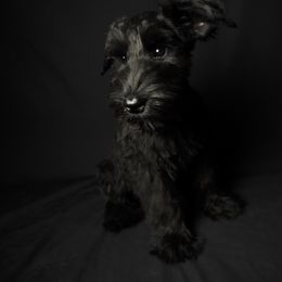 Rapunzel, female - Black female Giant Schnauzer puppy in St George, Utah from Schnauzer Ranch