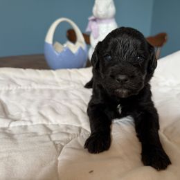 Aussiedoodle and Cockapoo Puppies from Sassy Bob’s Designer Dogs