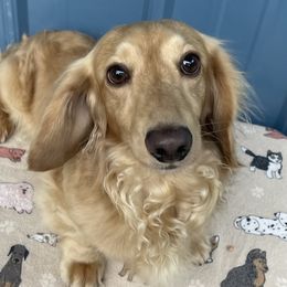 Beau - Dachshund
