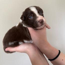 Olive - Red tri-color female Australian Shepherd puppy in Weeki Wachee, Florida from Ace of Spades Australian Shepherds