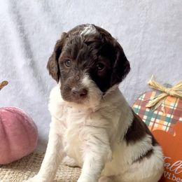 "Tootsie" - Goldendoodle puppy in Georgia from Garden City Doodles, LLC