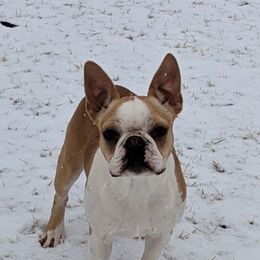 Bailey - Boston Terrier