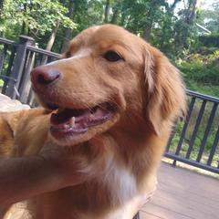 Pearl - Nova Scotia Duck Tolling Retriever