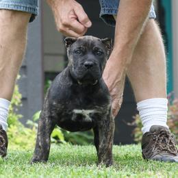 Blue Collar - Tiger female Perro de Presa Canario puppy in Pocahontas, Illinois from Cabeza Grande Kennel