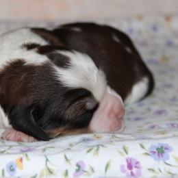 Daffodil - Liver white and tan female English Springer Spaniel puppy in Winfield, Tennessee from Murphy Farms and Springers