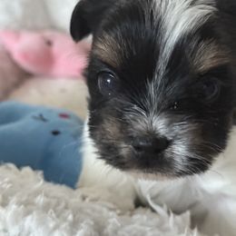 Biewer Terrier, Cavapoo, Cockapoo, Goldendoodle, Poodle, and Yorkshire Terrier Puppies from Pucci Pawfect