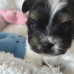 Biewer Terrier, Cavapoo, Cockapoo, Goldendoodle, Poodle, and Yorkshire Terrier Puppies from Pucci Pawfect