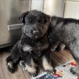 Blackjack (Black collar) - Black and tan male Shiloh Shepherd puppy in Watchung, New Jersey from Blue Moon Shilohs