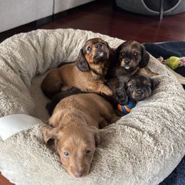 Dachshund Puppies from Hannau Doxies