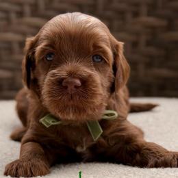Shaggy - Red  male Goldendoodle puppy in Blanchard, Oklahoma from Dream Doodles by Dondi