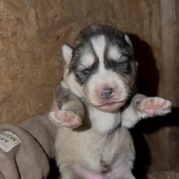 Boy 2 - Sable and white male Siberian Husky puppy in Iron River, Wisconsin from Wiemeri Siberians