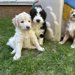 Bordoodle Puppies from Bordoodles of Maine
