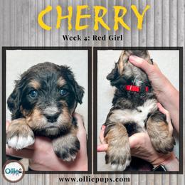 Cherry - Phantom female Bernedoodle puppy in Boiling Springs, South Carolina from OlliePups, LLC