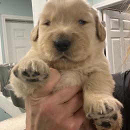 Margie - Golden female Golden Retriever puppy in Saint Pauls, North Carolina from Copperfield’s Goldens