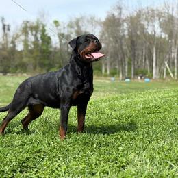 Marley - Rottweiler