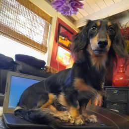 Duke - Dachshund