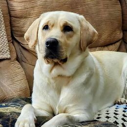 Leah - Labrador Retriever