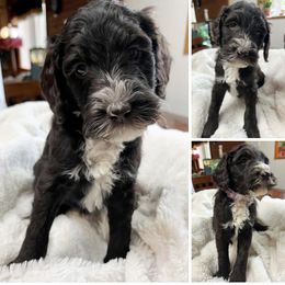 Pretty girl Maple - Brown and white female Aussiedoodle puppy in Clarkston, Washington from Aussiedoodle palace