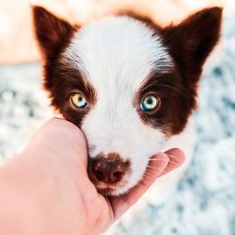Border Collie and Maremma Sheepdog Puppies from 2J 2K Border Collies