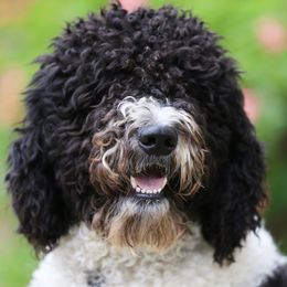 Barbet puppies from Ethelred Barbet