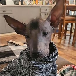 Itzli - Black female Xoloitzcuintli puppy in Ethridge, Tennessee from Royalty Reigns Xolos