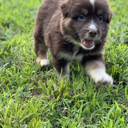 Australian Shepherd, Miniature American Shepherd, and Toy Australian Shepherd Puppies from Blue’s Family Aussies