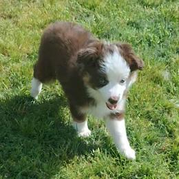 Libby - Red tri female Miniature Australian Shepherd puppy in Copperas Cove, Texas from Aussies Acre