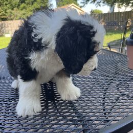 Bernedoodle Puppies from Busacker Babies