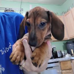 Fiona - Red female Dachshund puppy in Windom, Minnesota from Wyrmhund Dachshunds