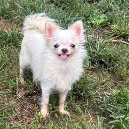 Lucy - White female Chihuahua puppy in New Castle, Delaware from Sasha’s Elite Kennel LLC