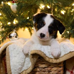 Border Collie Puppies from Wandering Meadows Farm