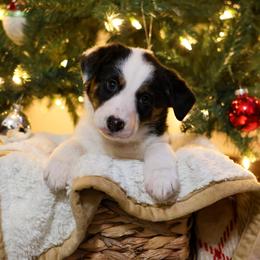 Border Collie Puppies from Wandering Meadows Farm
