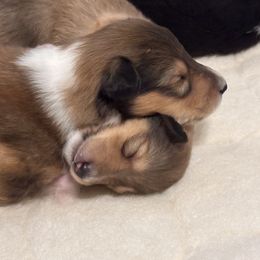 Baby Boo - Sable male Collie puppy in Columbus, Ohio from Covenant Collies