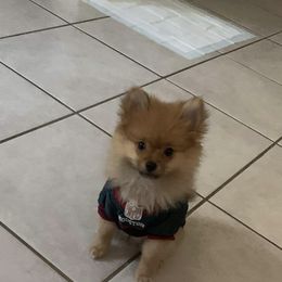 Pomeranian Puppies from Precious Puff Poms