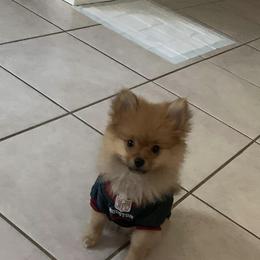 Pomeranian Puppies from Precious Puff Poms