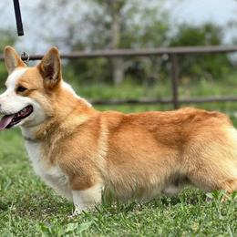 Pembroke Welsh Corgi puppies from Sherwood Acres Pembrokes