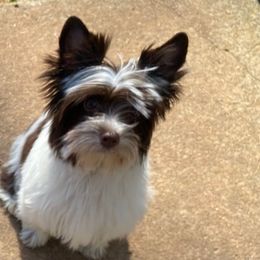 Masha - Yorkshire Terrier