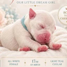 Girl 2 - White female Boxer puppy in Howey In The Hills, Florida from Bayla Belle & Blossom's Boxers