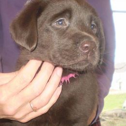 Labrador Retriever Puppies from Lorlyn Labradors