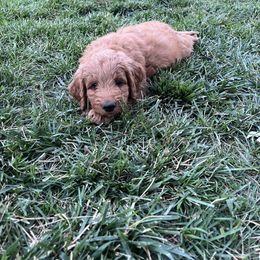 Lincoln (Green) - Red  male Goldendoodle puppy in Casper, Wyoming from 307 Doodles